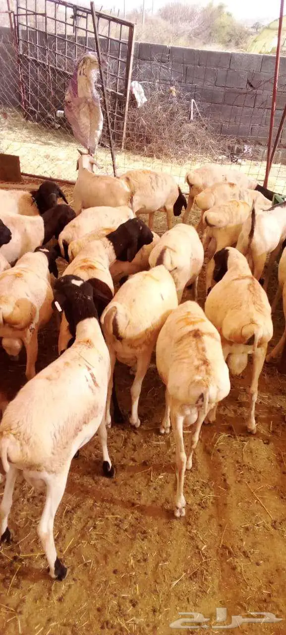 برابر أوزان جبر بأسعار ممتازة 4