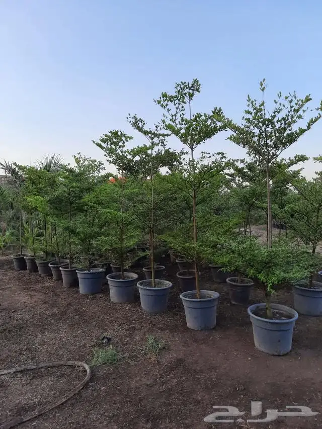 مشتل زراعي متخصص في تنسيق الحدائق 3