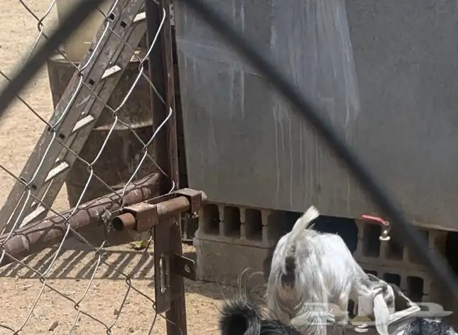 عناق للبيع 0