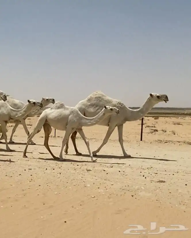ابل ذود وضح ككفو وطيبه للبيع 3