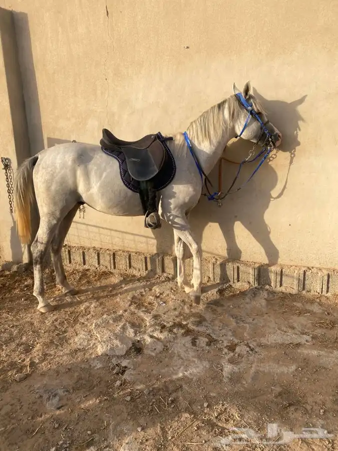 حصان شعبي كفو وحار 5