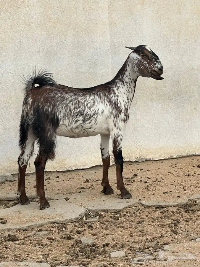 جفرة كشميرية 4