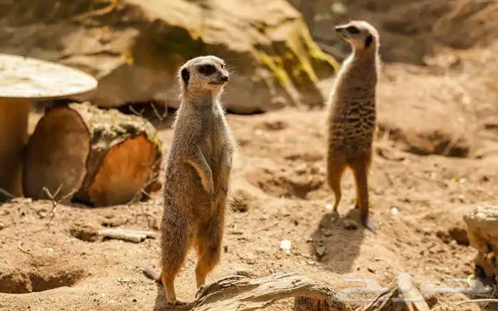 الي عنده ذكر ميركات ((تيمون)) بتبوك ولا الجوف 0