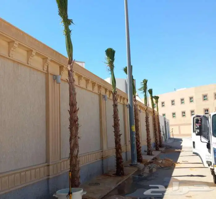 زراعة وتنضيف نخل واشنطني زينه واشنطوني 7