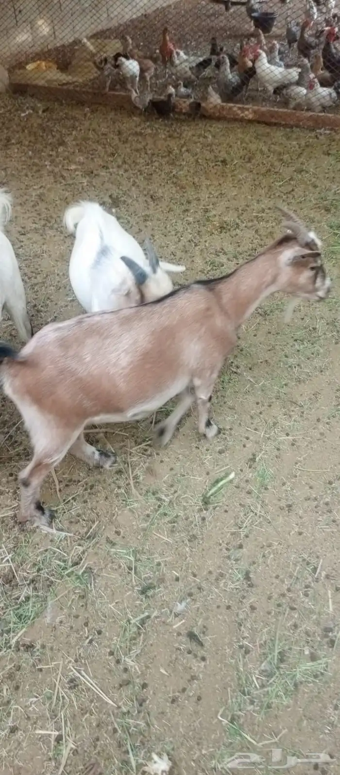 تيس وعنز قزم للبيع 2