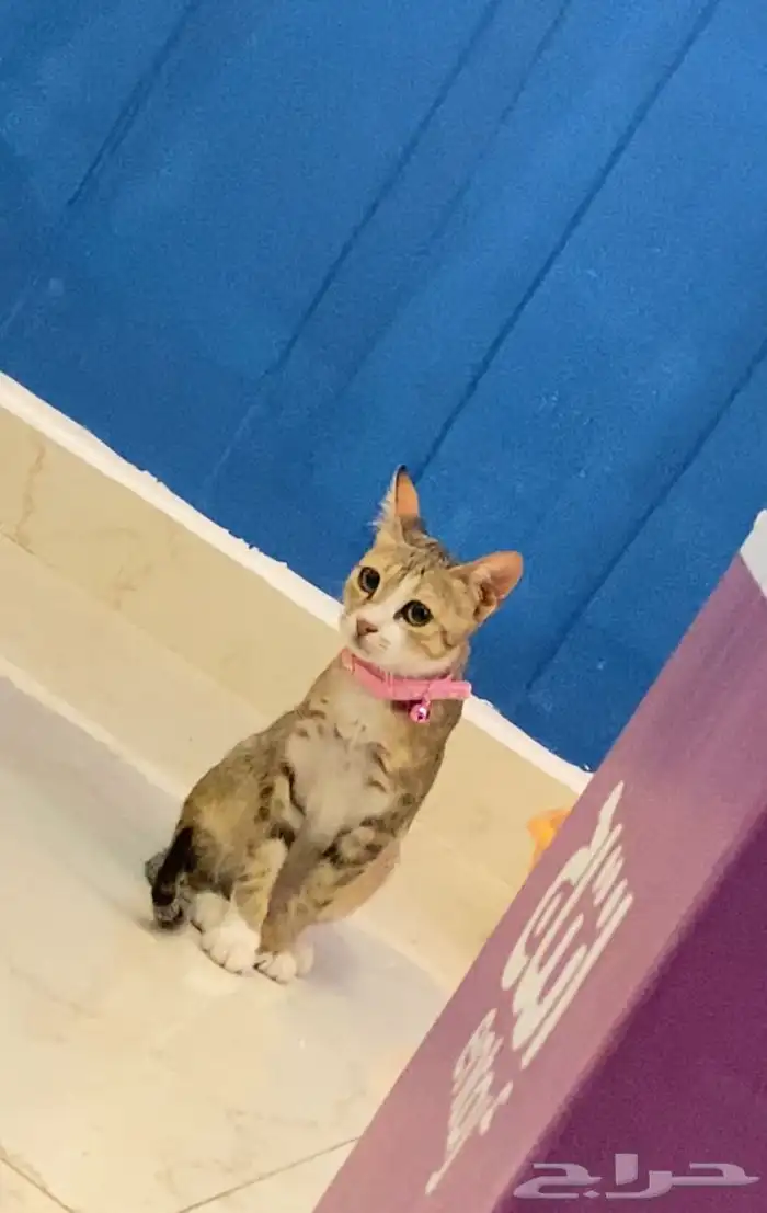 قطط اخوان صغار للتبني مجانا 2
