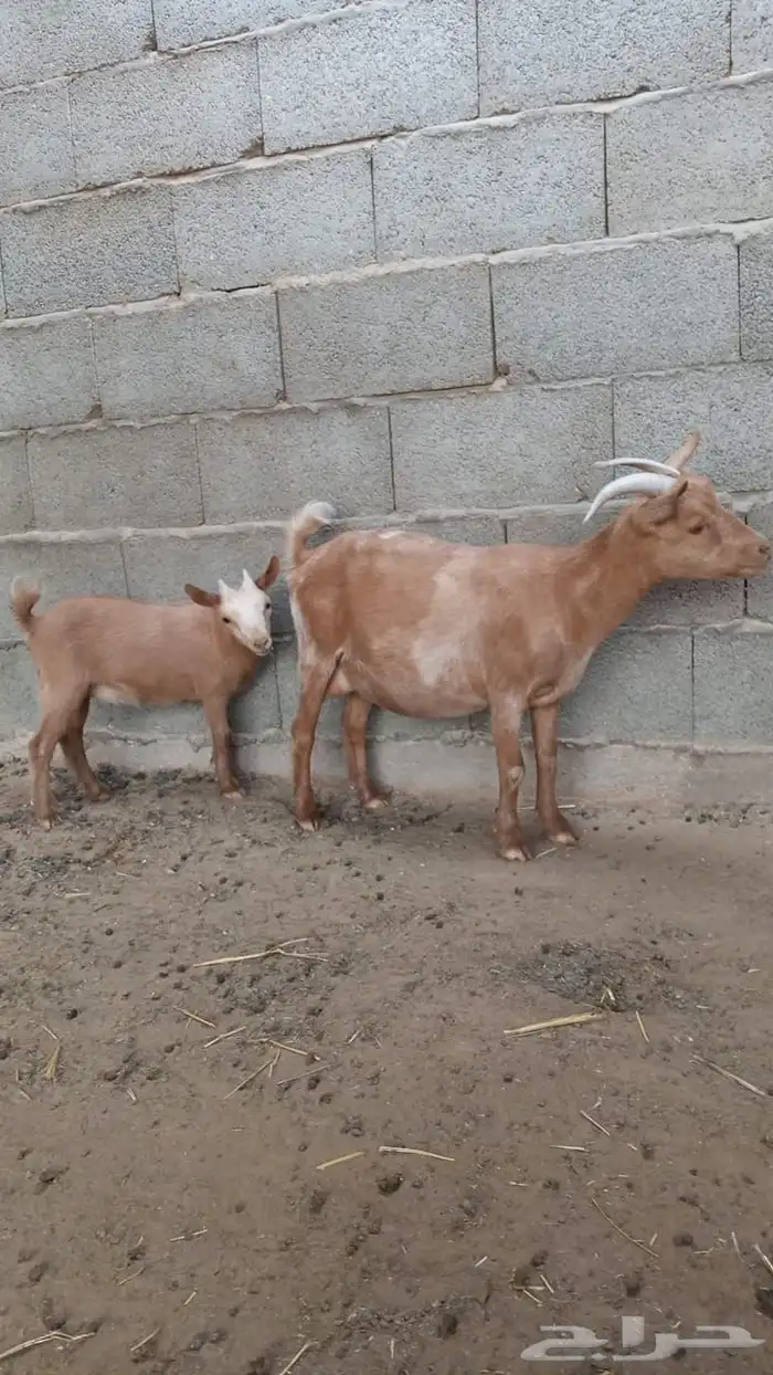 قزمي مع انتاجه 1