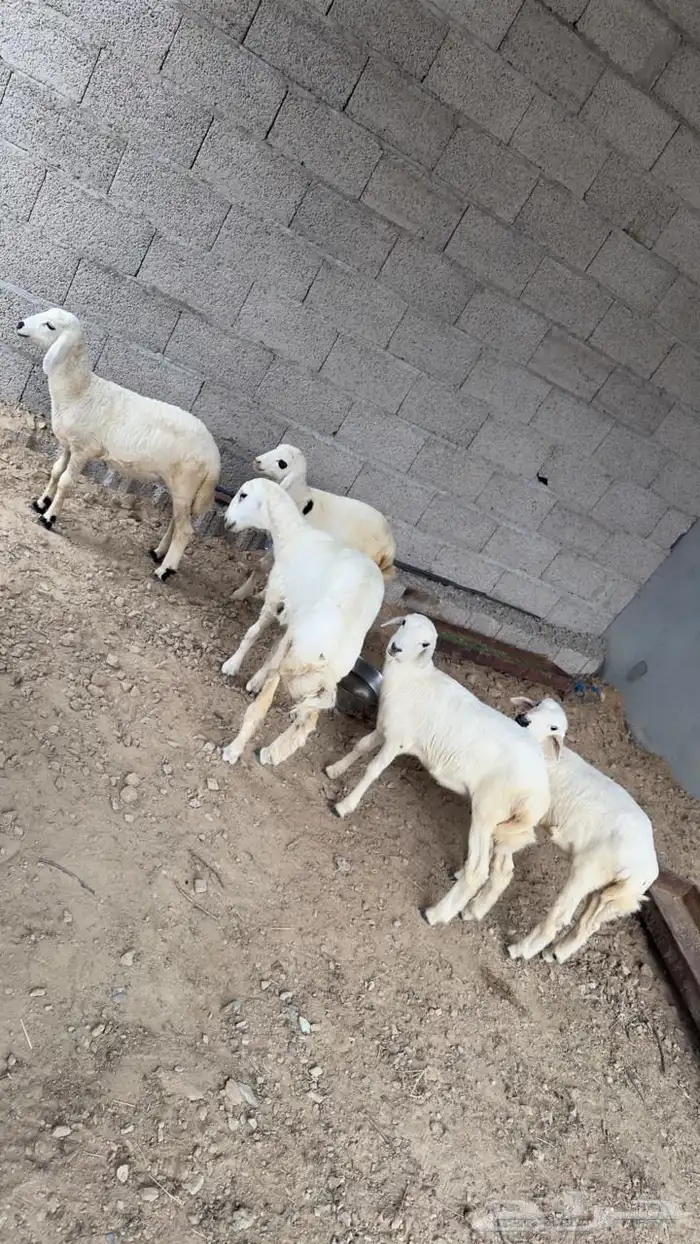 ظان للبيع 1
