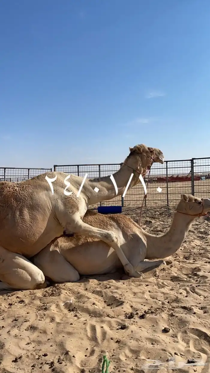 حاشي سباق للبيع هو وامه 1