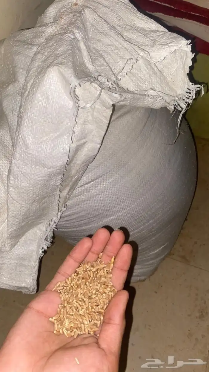 حب بر 0