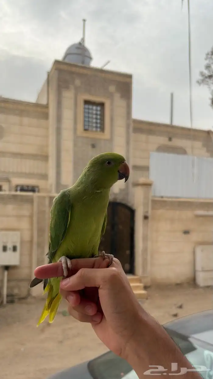 ببغاء الدره 7