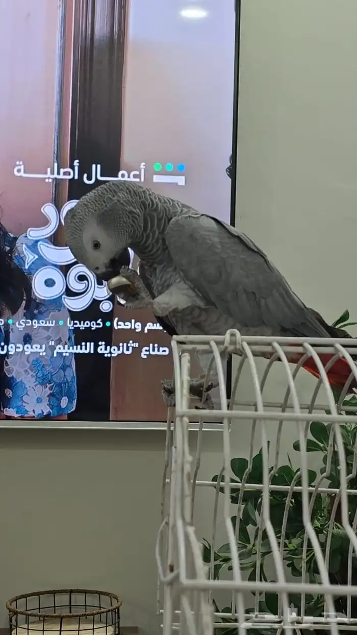 كاسكو للبيع أليف ومتكلم ولعوب 0