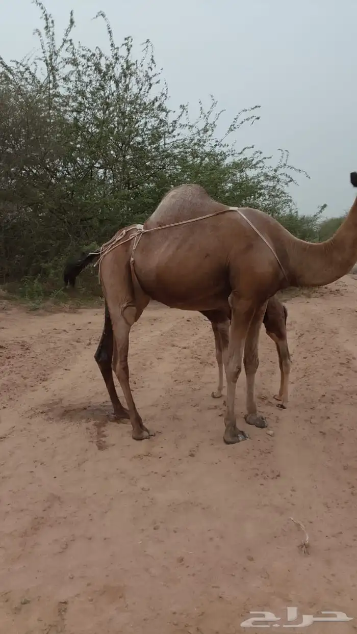 ناقة ساحلية تحتها قعود 0