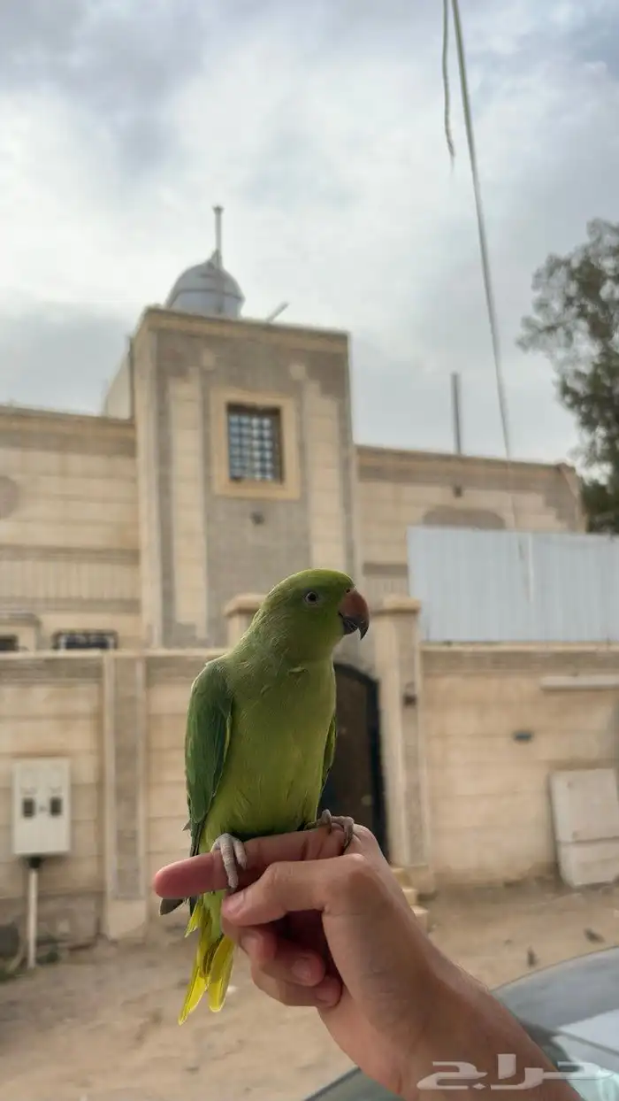 ببغاء الدره 6