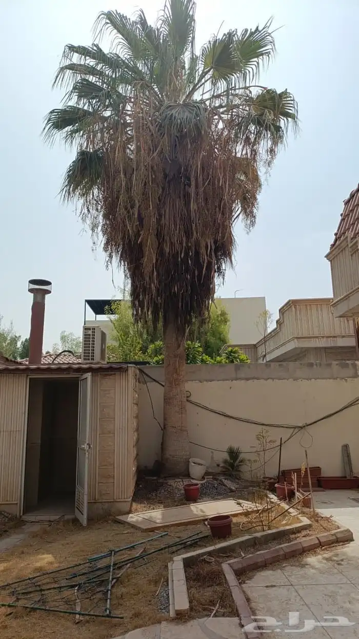 نخله واشنطونيا ( ابو مروحه القديم ) 0