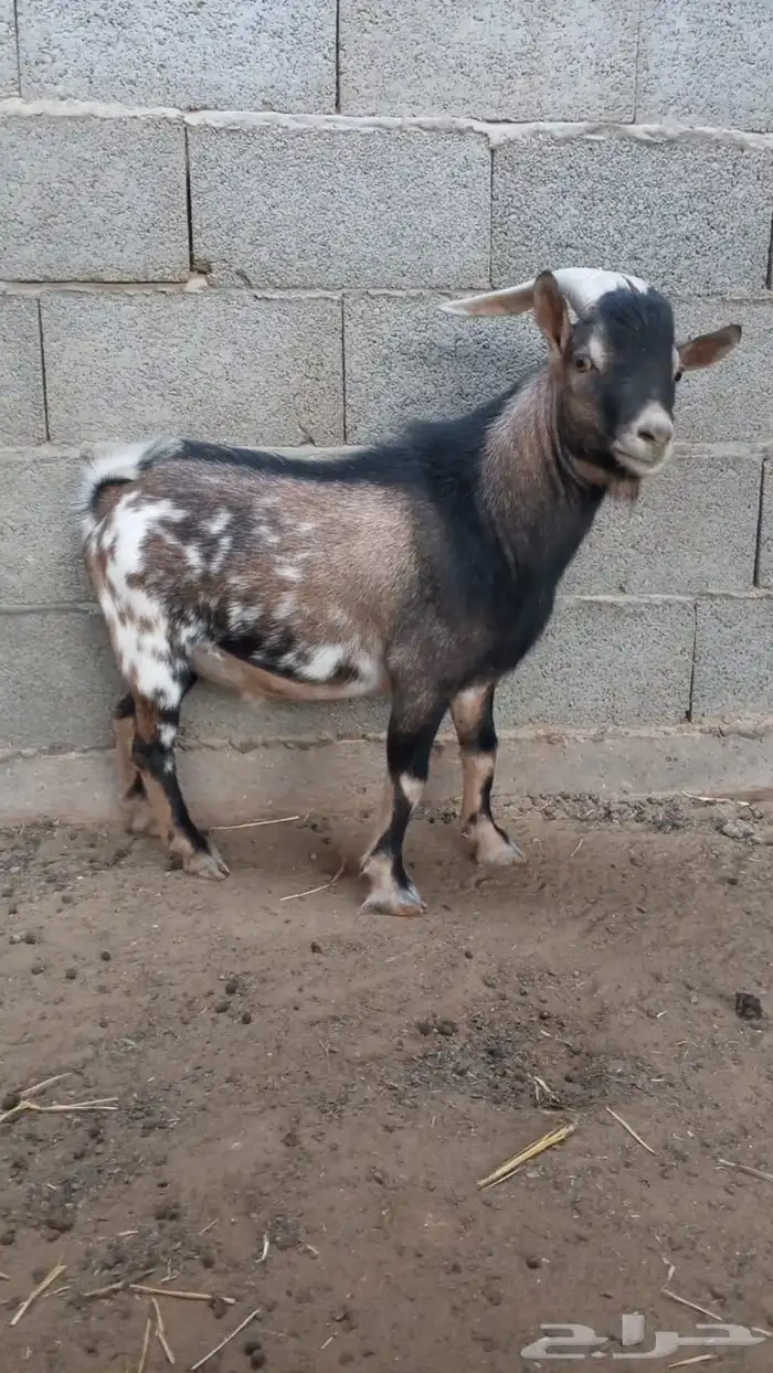 قزمي مع انتاجه 0