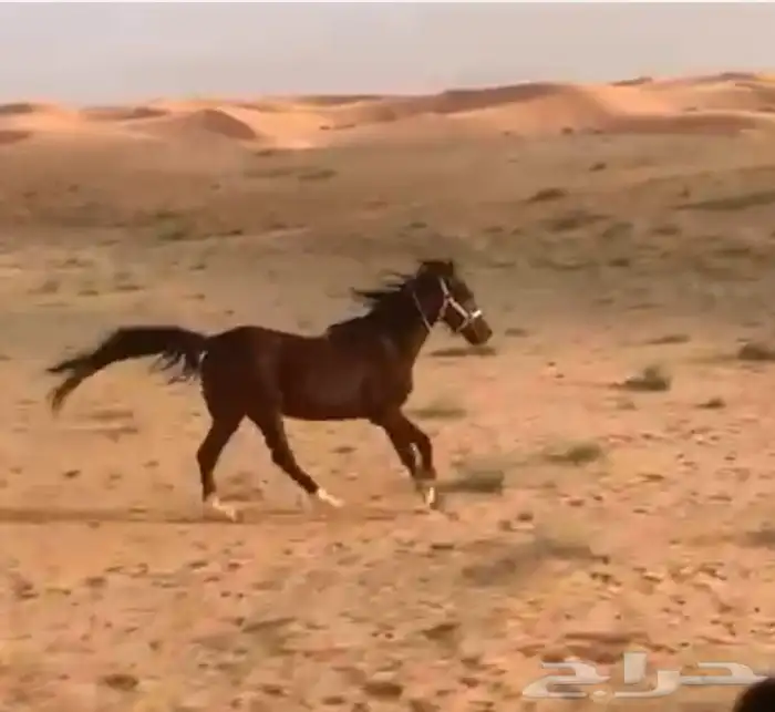 للبيع حصان شعبي 0