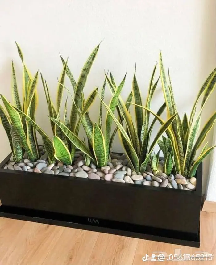 مشتل زراعي متخصص في تنسيق الحدائق 1