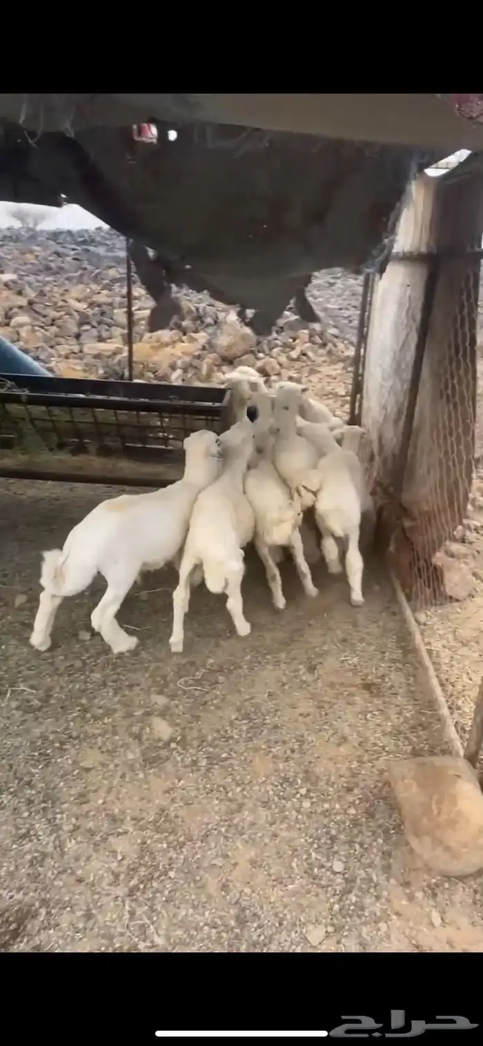 طليان نظيفة عمرها من 3شهور الي 4شهور شحم فل 0