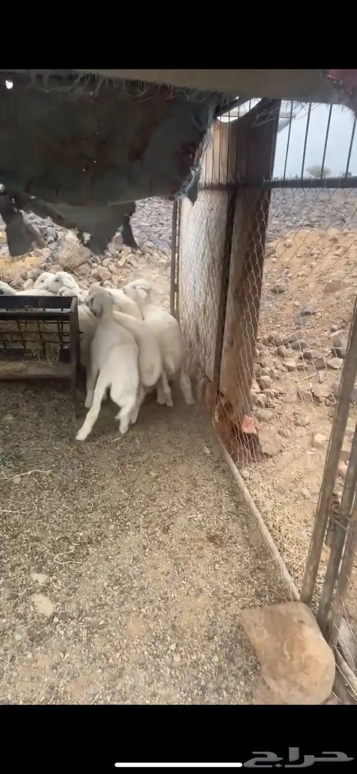 طليان نظيفة عمرها من 3شهور الي 4شهور شحم فل 3