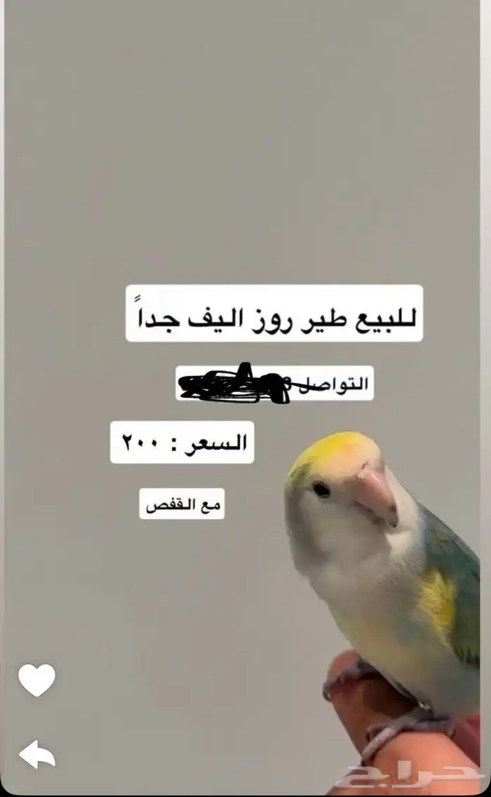 طير للبيع 0