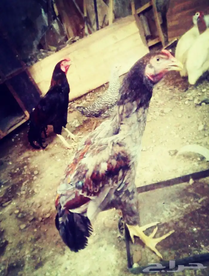 شامو تواصل  اتصال فقط 2