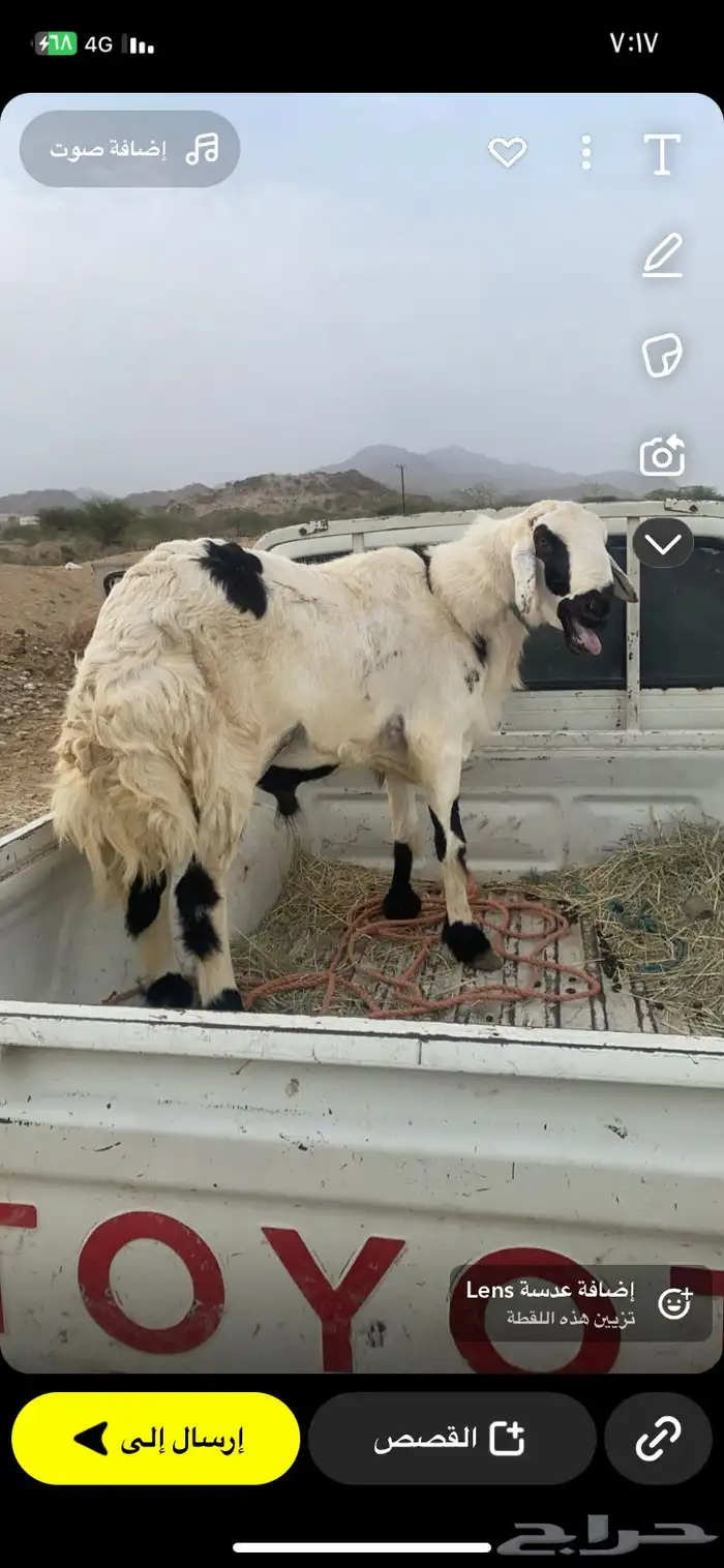 فحل سنه جامع مشروط من كل عيب مسيوم الف وست 1