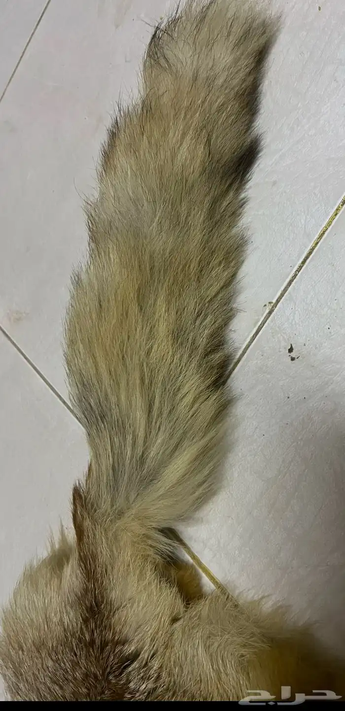 جلد ثعلب طبيعي 1