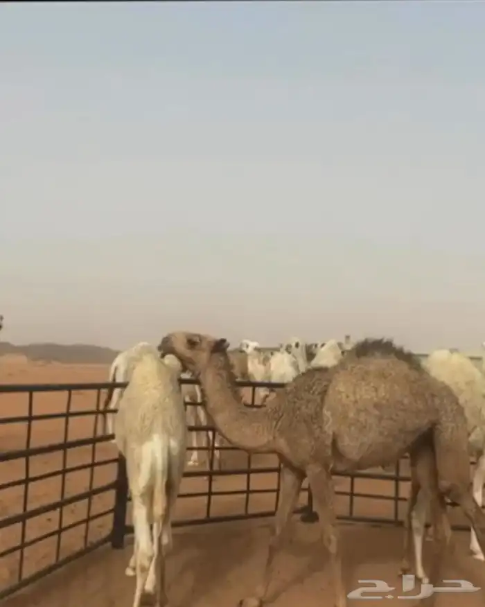 للبيع بعير علياني منتج انتاج كفو سنه شاق 5