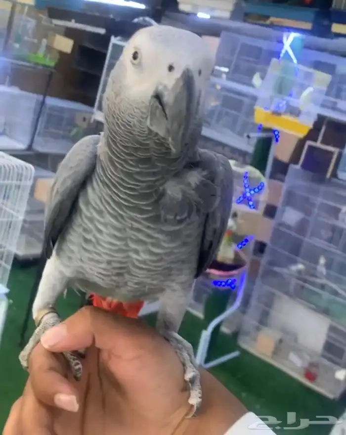 للبيع ببغاء كاسكو اليف متكلم 5