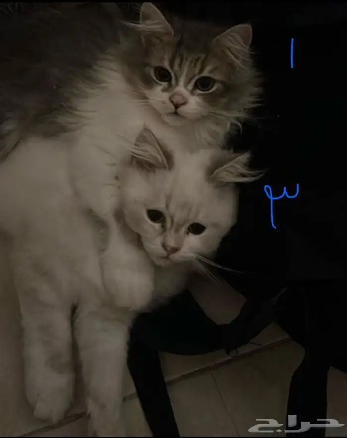 قطط للبيع 0