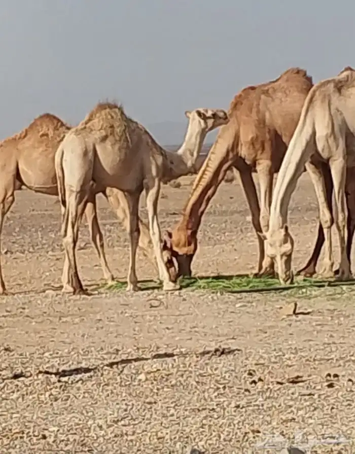 قعود على حليب امه والشعير والبرسيم 0