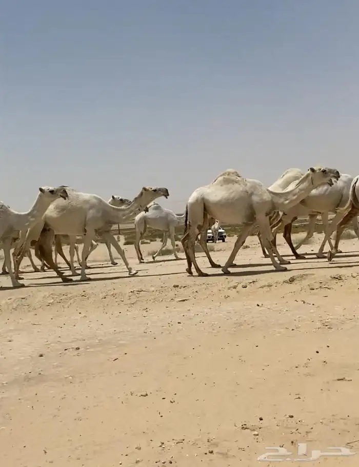 ابل ذود وضح ككفو وطيبه للبيع 0