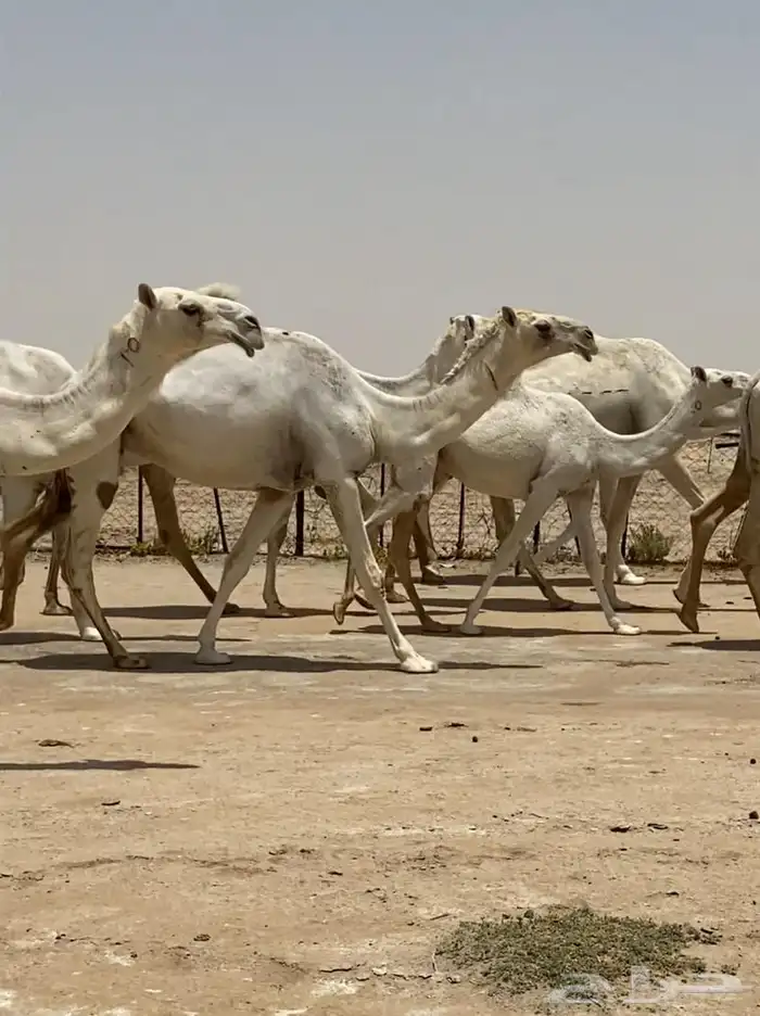 ابل ذود وضح ككفو وطيبه للبيع 9