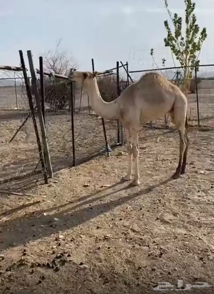 قعود على حليب امه والشعير والبرسيم 3