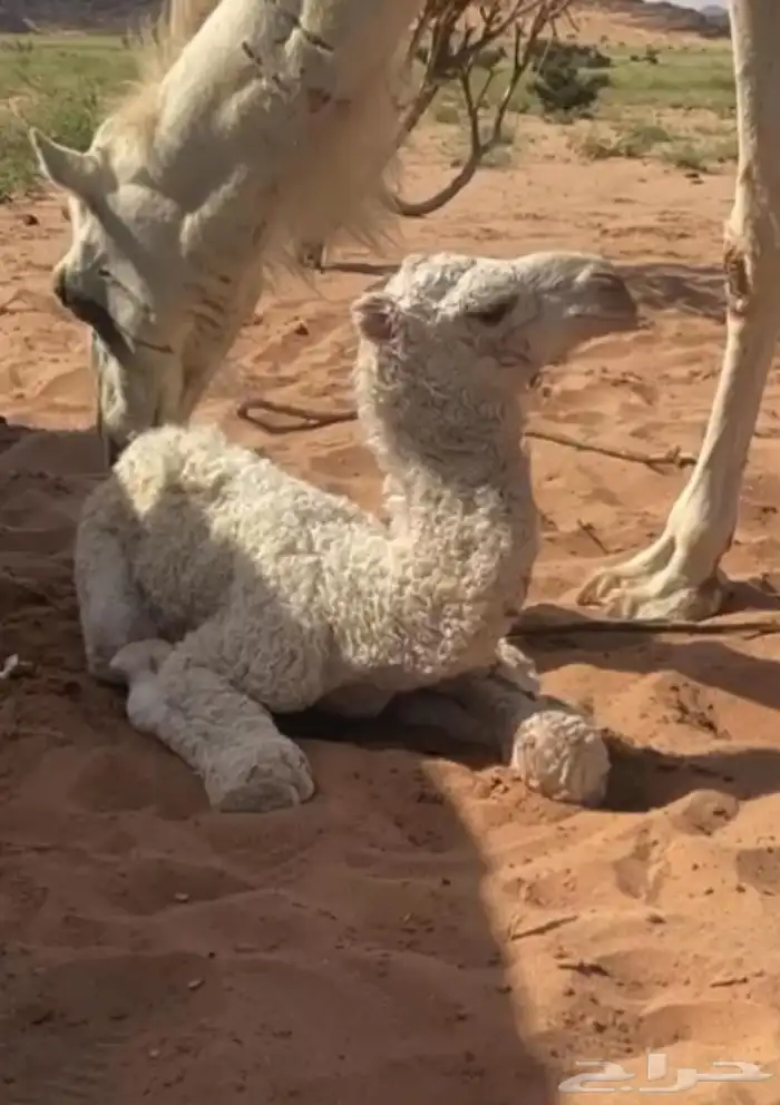 للبيع بعير علياني منتج انتاج كفو سنه شاق 2