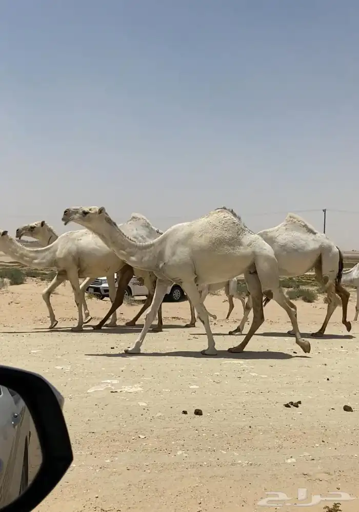 ابل ذود وضح ككفو وطيبه للبيع 1