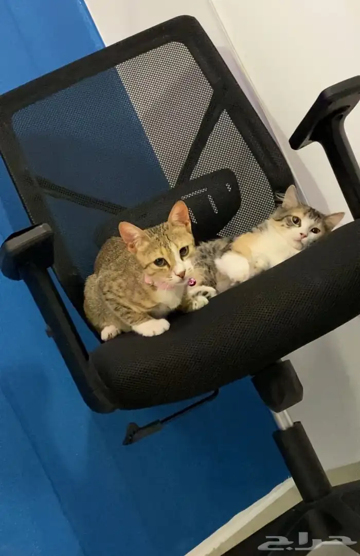 قطط اخوان صغار للتبني مجانا 9