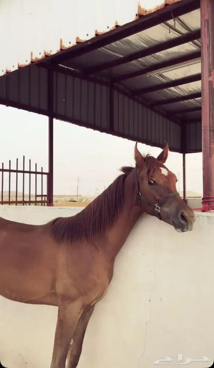 مهر شعبي شيخ. 1