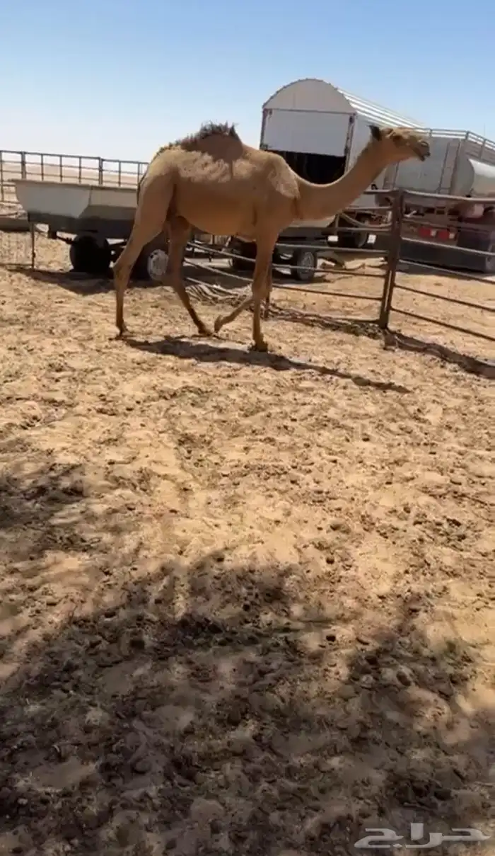 للبيع قعود مفرود 1