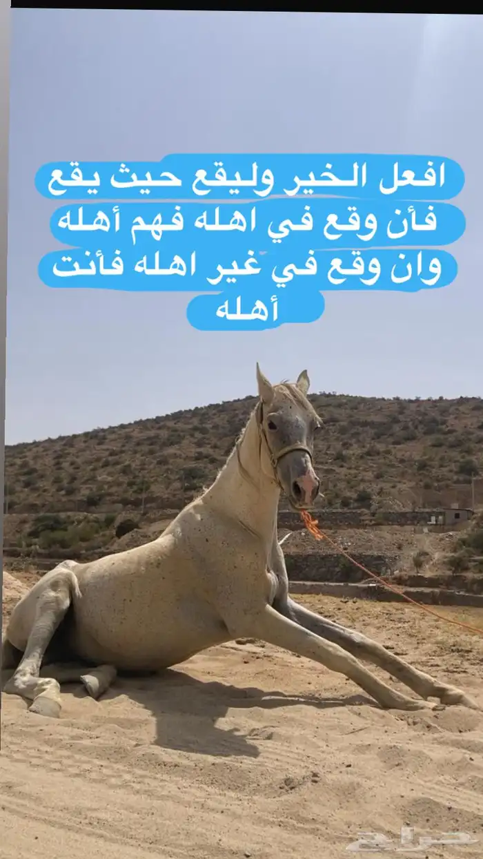 خيل 0