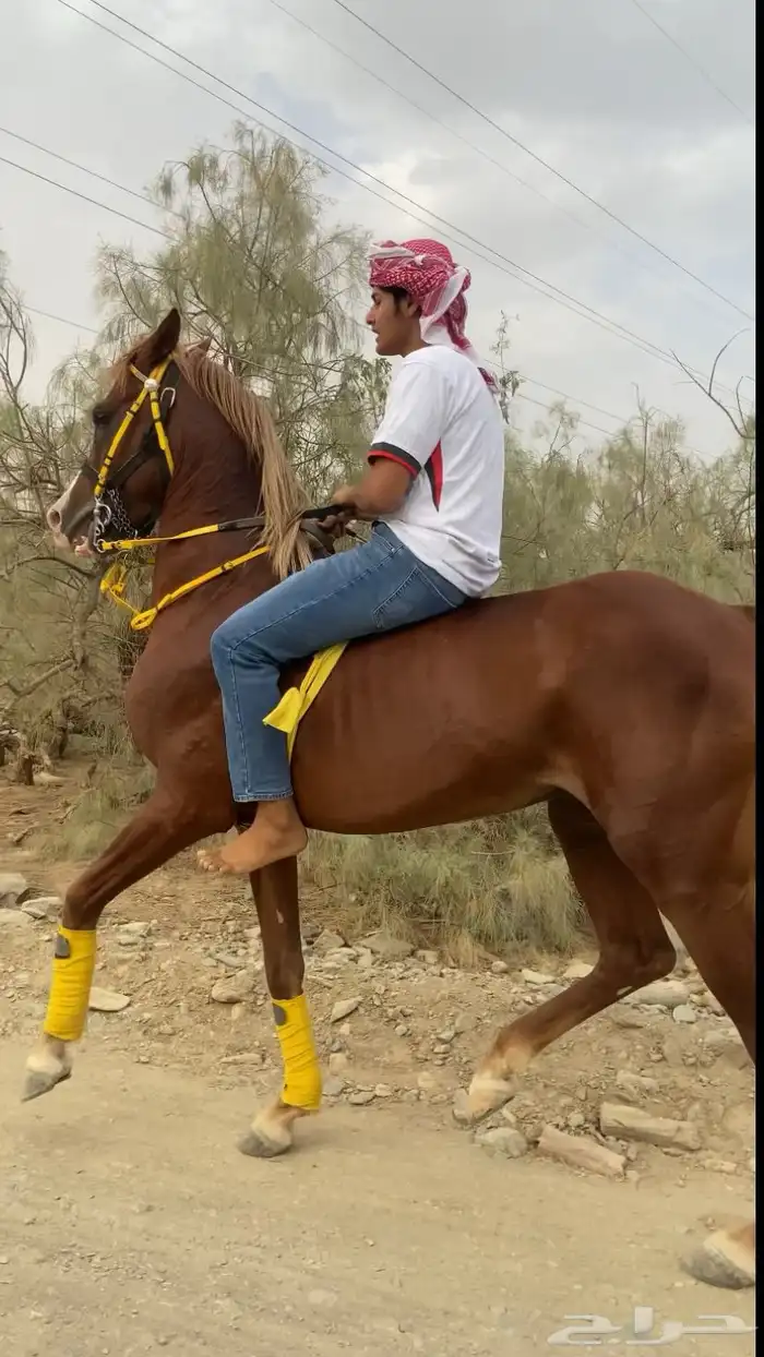 حصان شعبي 0