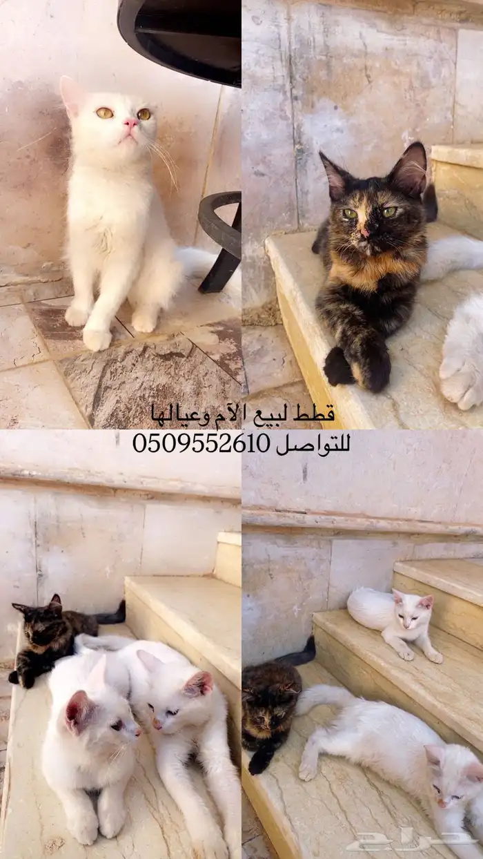 قطط للبيع 0