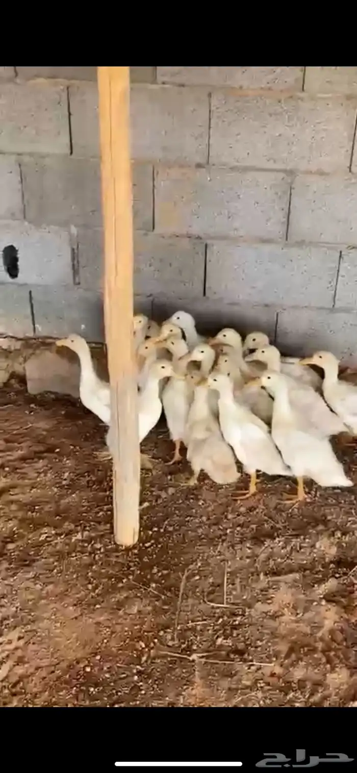 بط بكيني 0