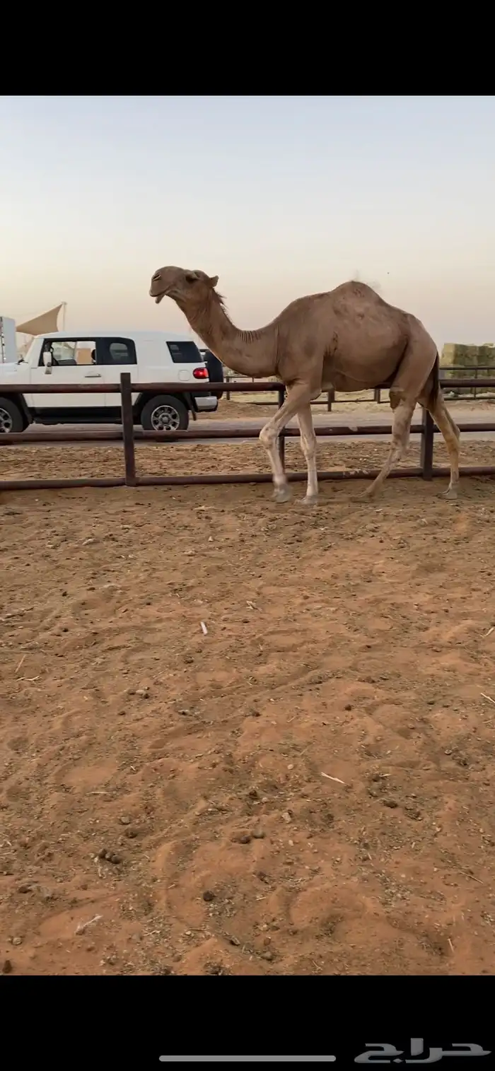 قعود جذع باكستاني 0