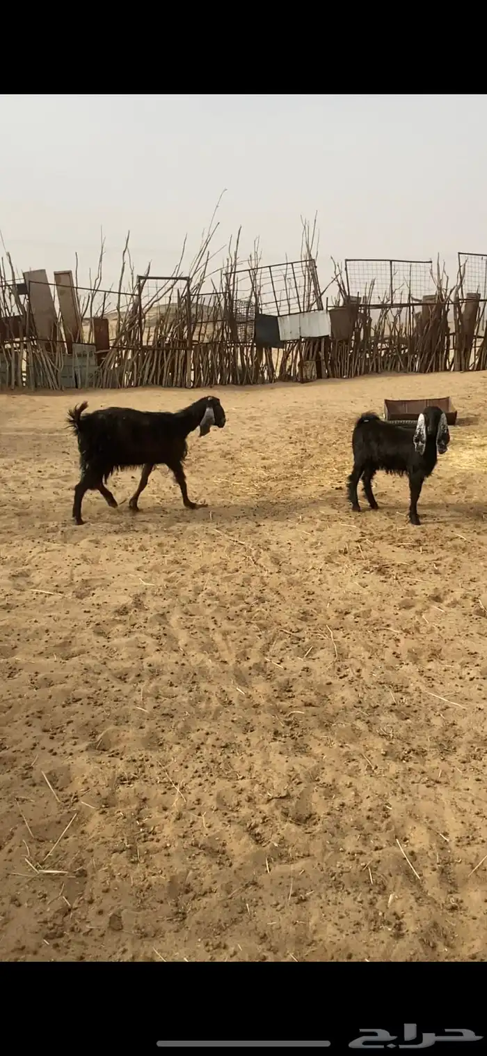 عنز تحتها عناق 0