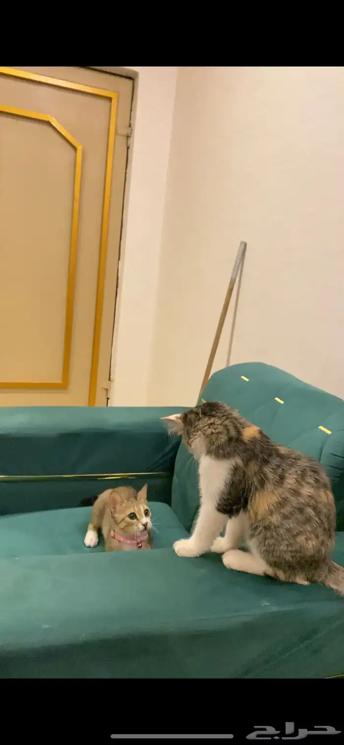قطط اخوان صغار للتبني مجانا 3