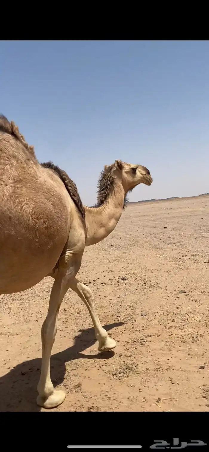 للبيع جذعه لقحه رمانيه 1