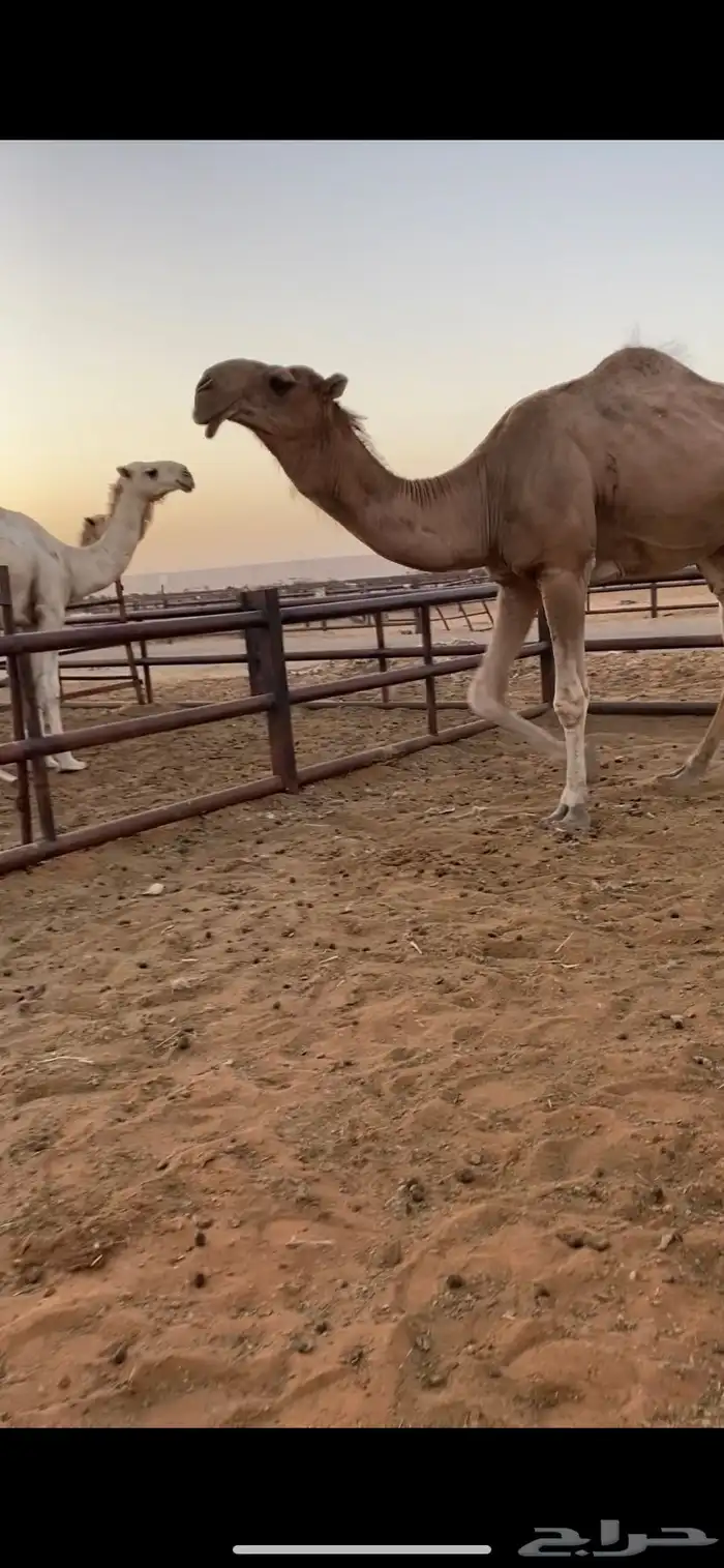 قعود جذع باكستاني 1