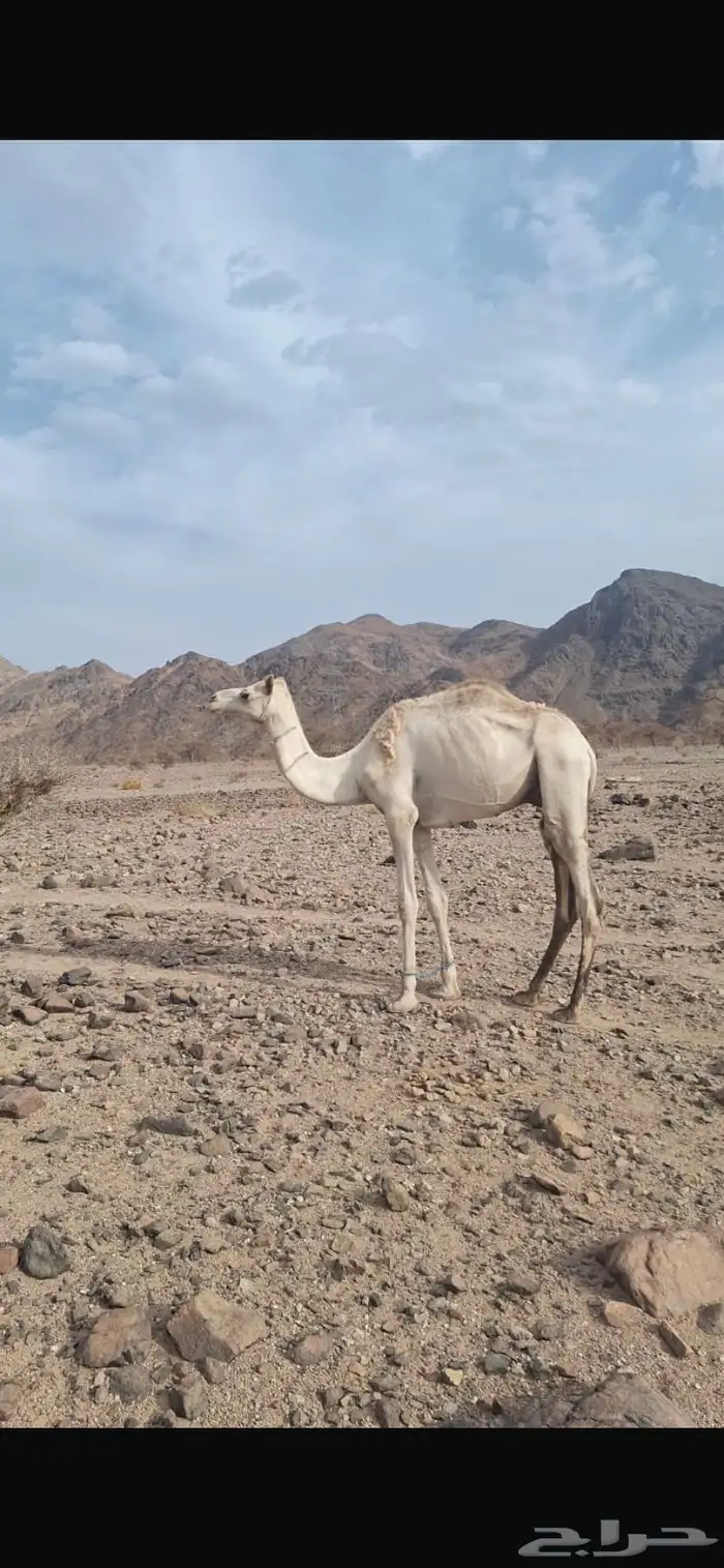 قعود حر 0